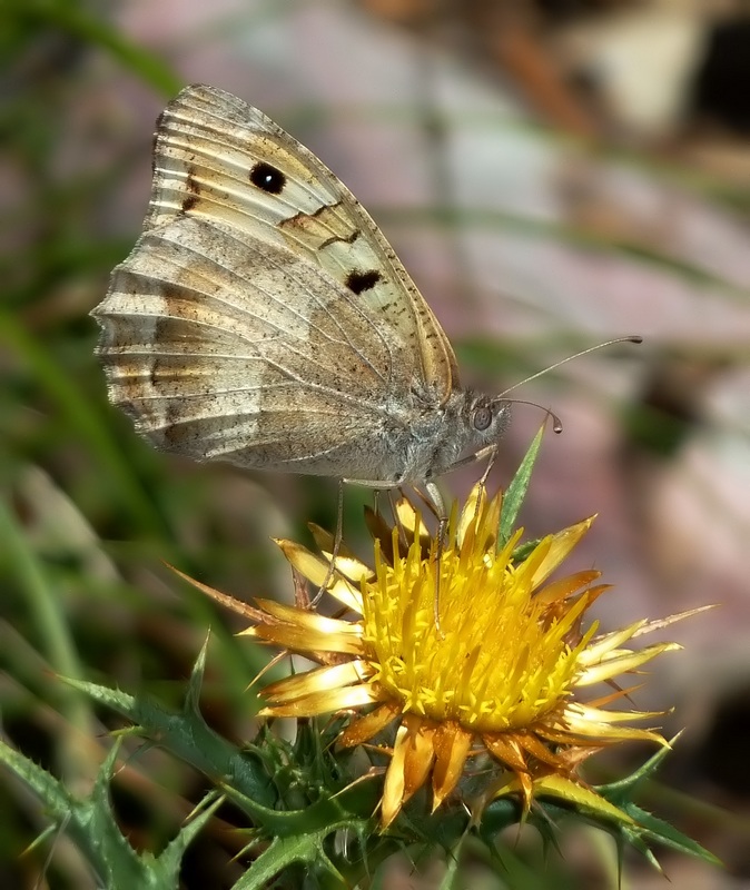 Nymphalidae Castellucio di Norcia